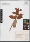 Foto von Salix caprea L.